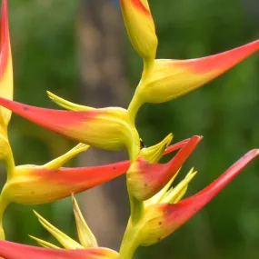 Brighten Your Garden with the Vibrant Heliconia Latispatha Orange Gyro Plant