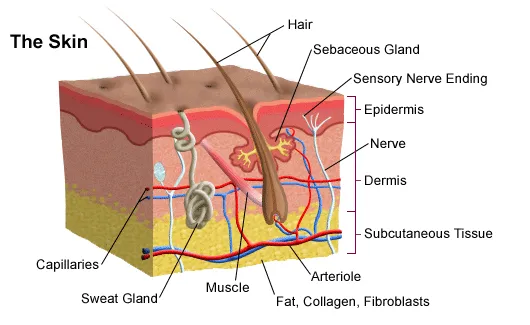 Human Skin Enlarged Hair Layer Structure Anatomical Model  skull 35times layout  face Skin pele anatomia facial anatomy models