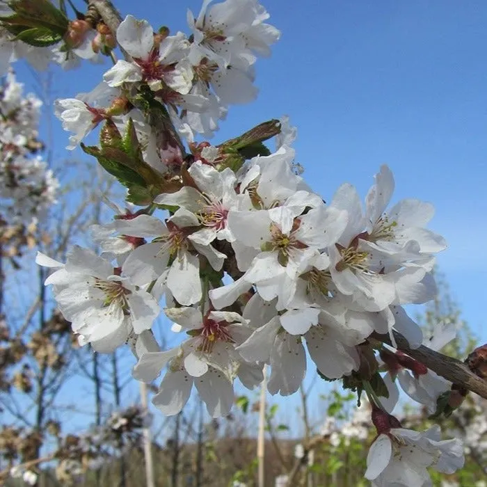 Weeping Yoshino Cherry Tree