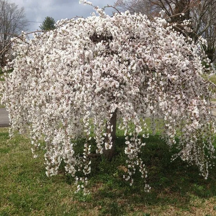 Weeping Yoshino Cherry Tree