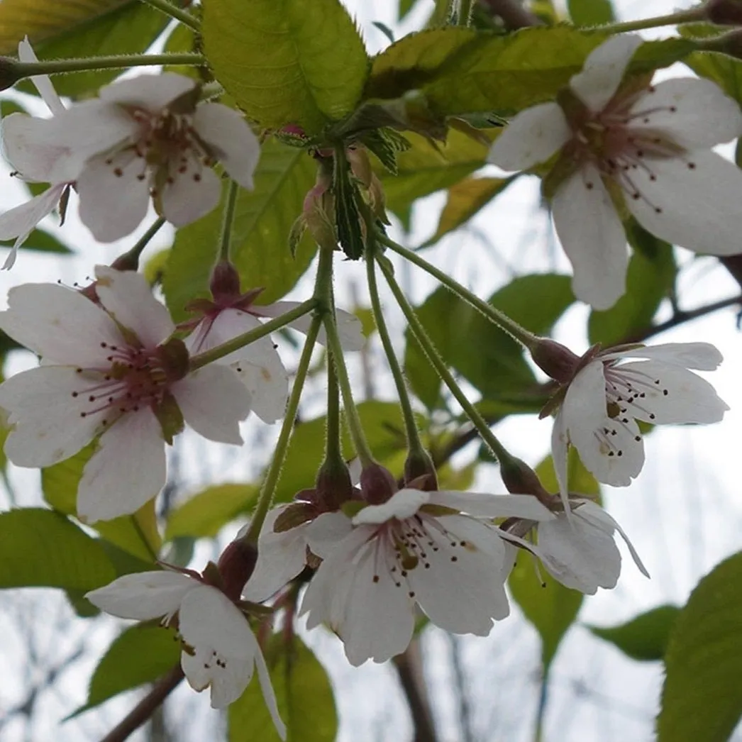 Weeping Yoshino Cherry Tree